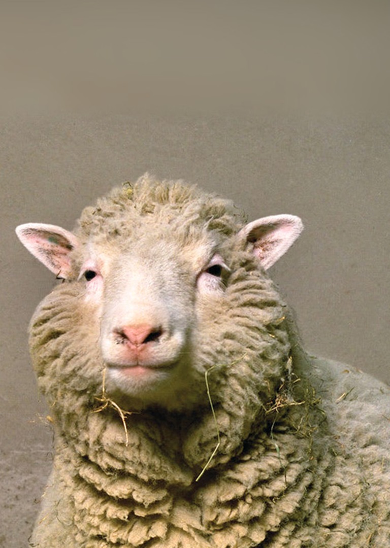 DOLLY THE SHEEP - thumbnail